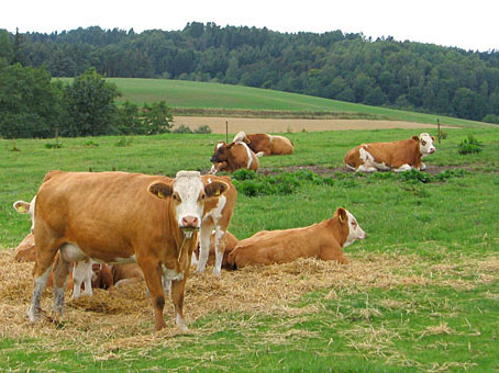 Read more about the article USDA References Fremont Community Digester