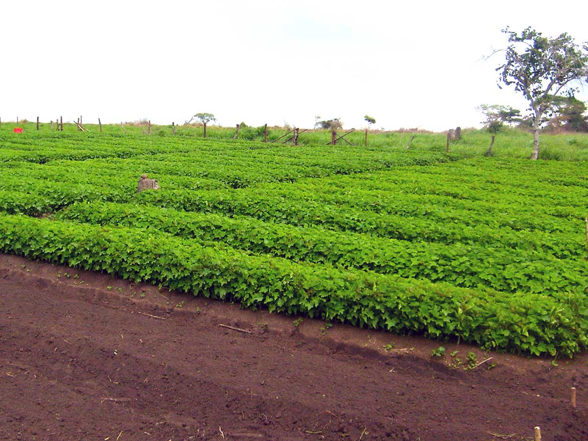 Read more about the article Balancing Biofuels and Food Security – Uganda